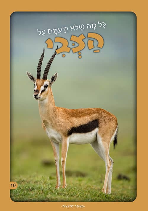 הצבי